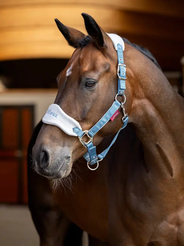 LeMieux Vogue Ice Blue Headcollar on a Horse - Equiflair Equestrian