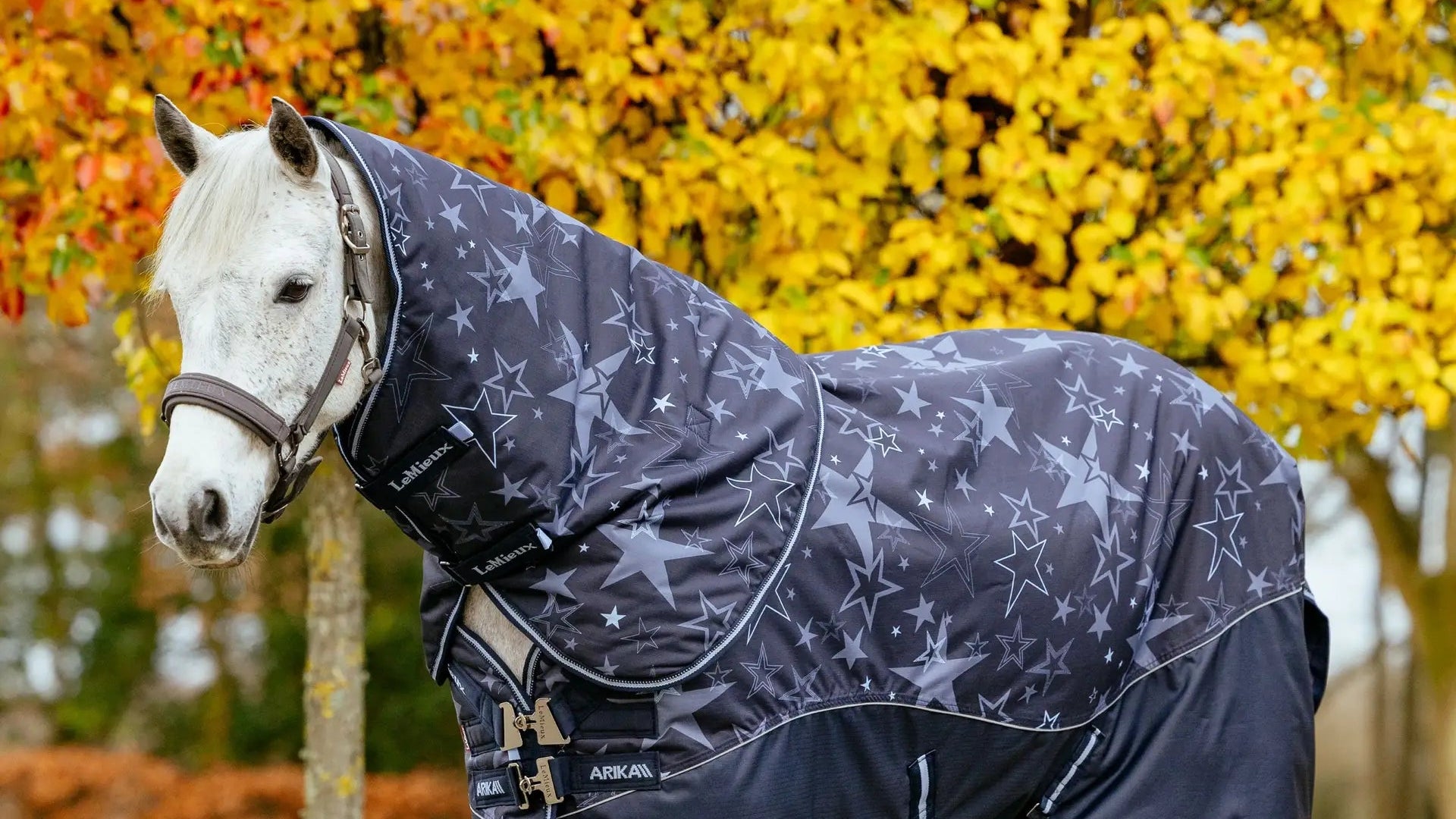 LeMieux Arika Star Turnout Rug - Navy star print waterproof horse rug