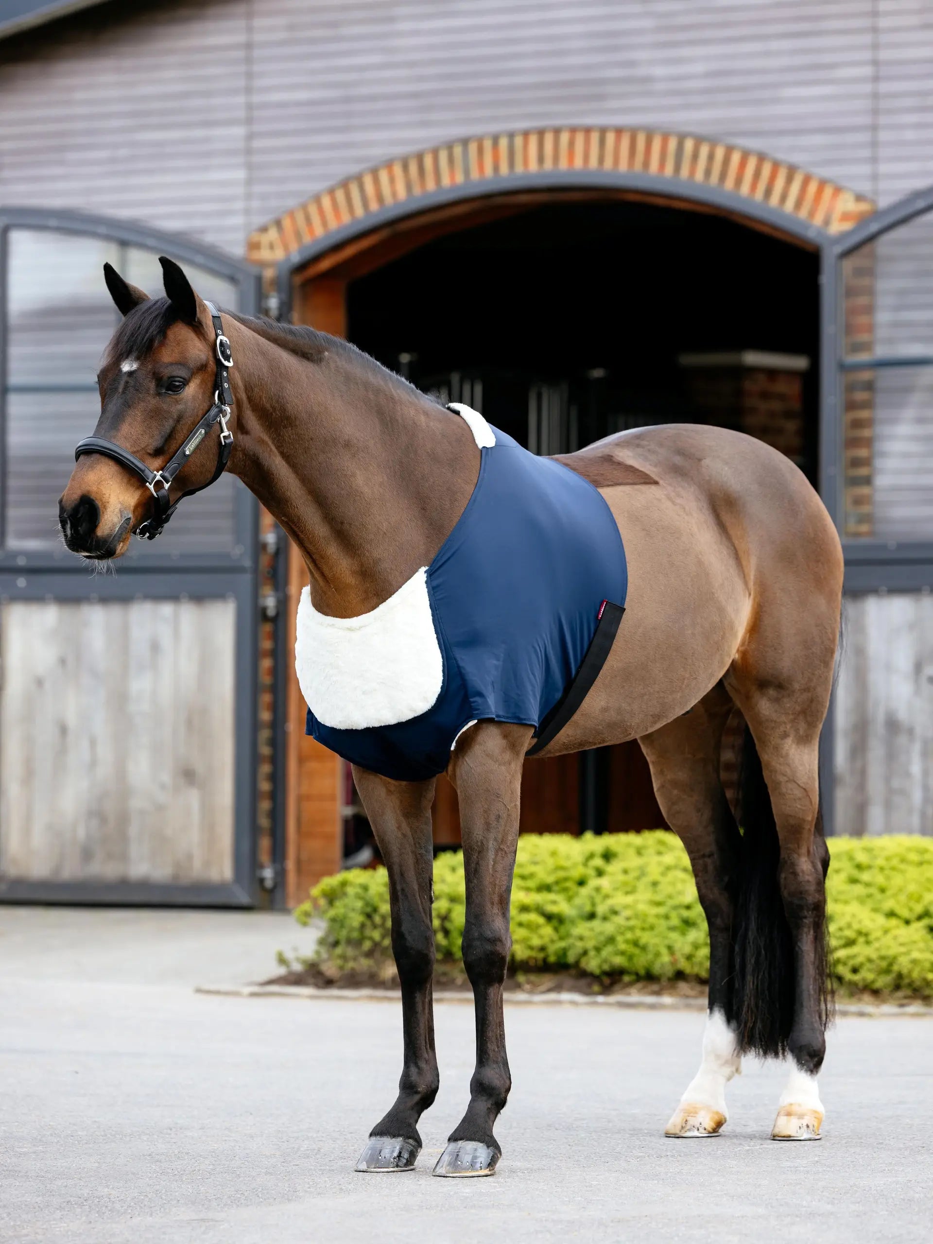 Bay Horse Wearing a LE MIEUX Sensitive Anti-Rub Bib - Navy Chest Protection for Horses Stable Rug Wither Protection