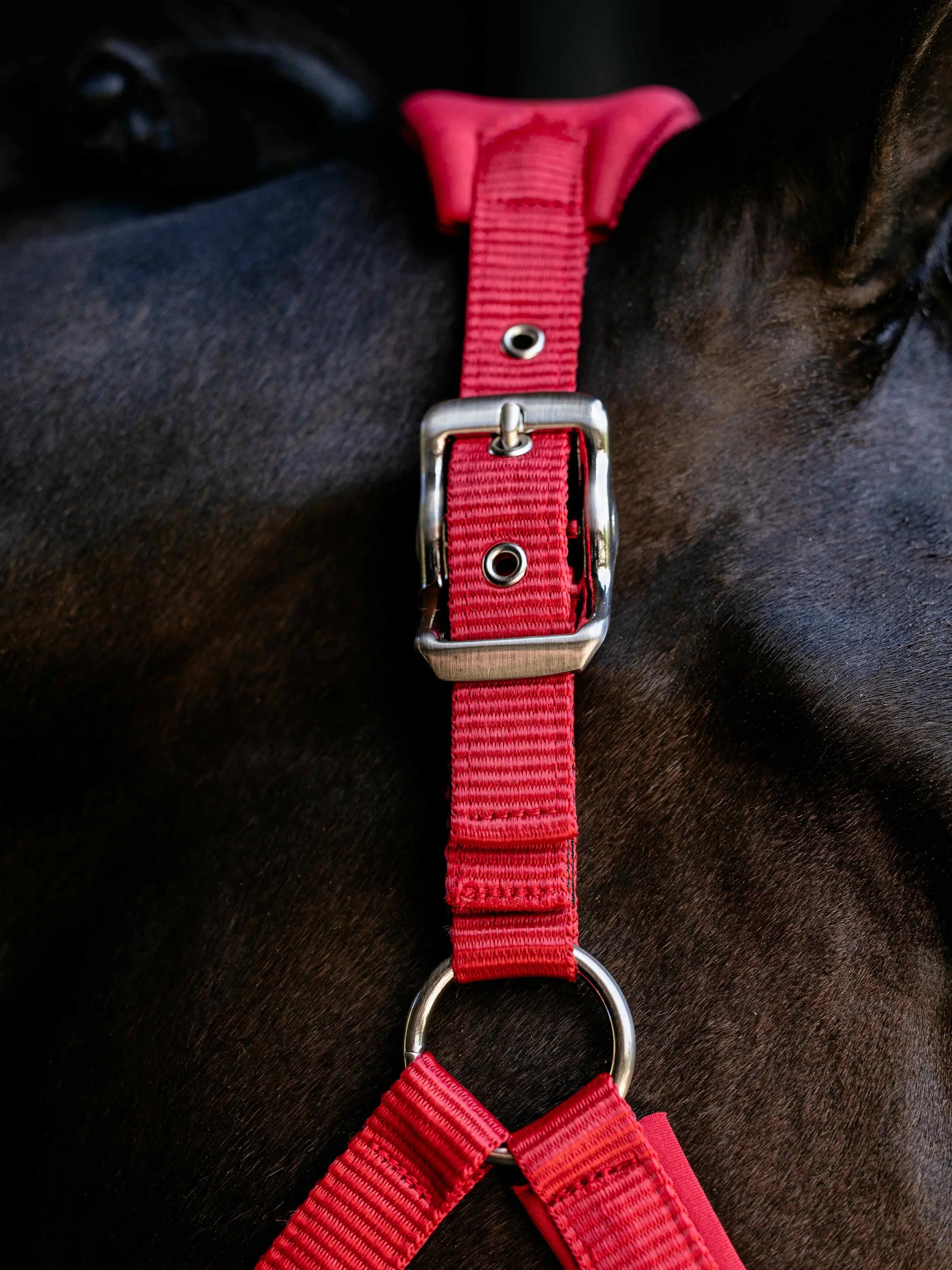 LeMieux Breakaway Vogue Headcollar Chilli