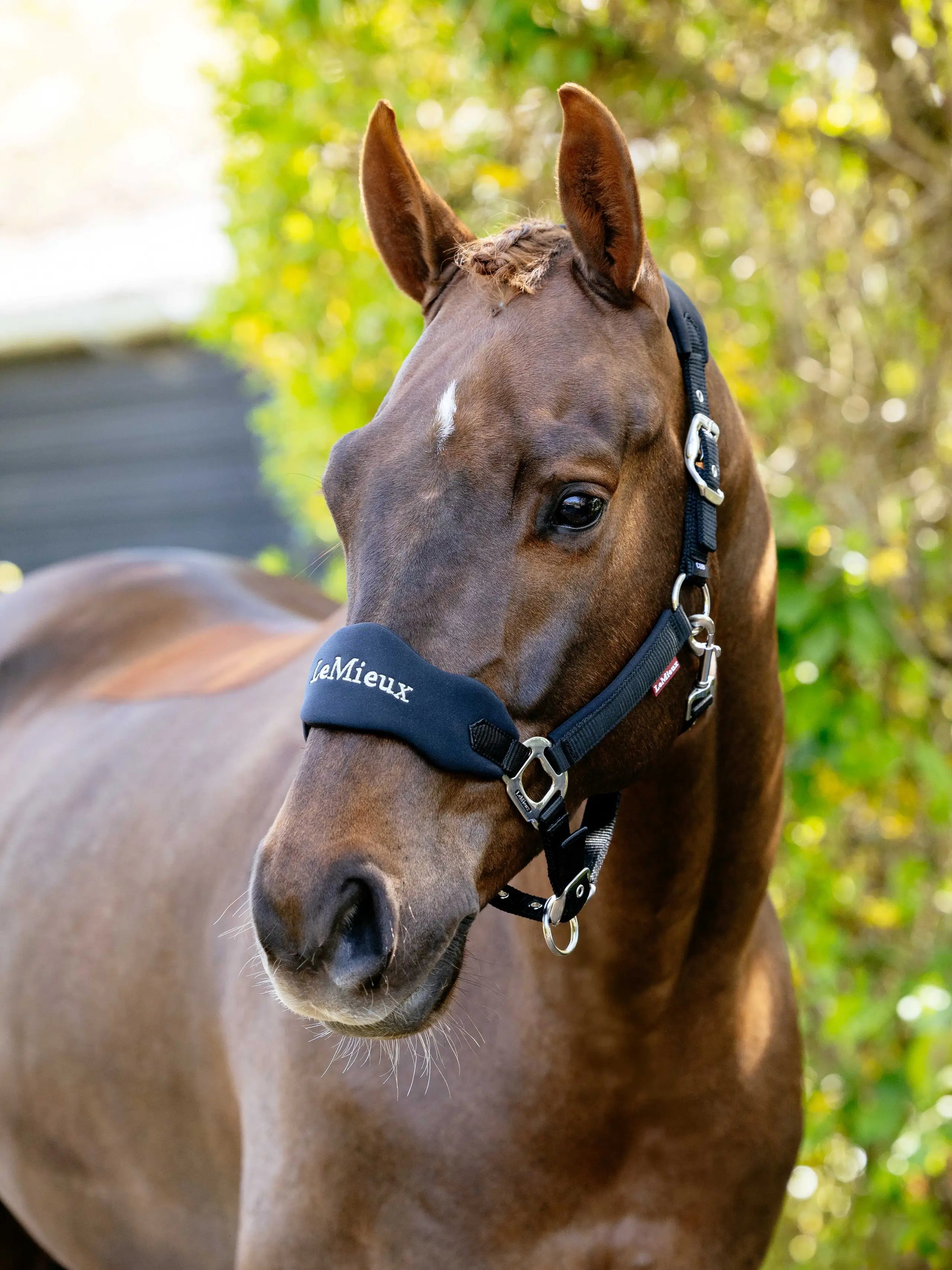 LeMieux Breakaway Vogue Headcollar Black