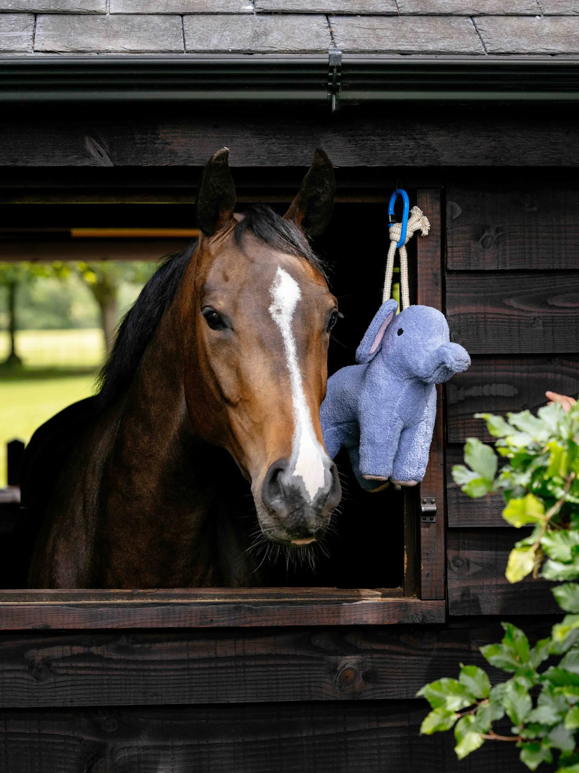 Brown horse in stable looking at a blue plush toy elephant hanging nearby