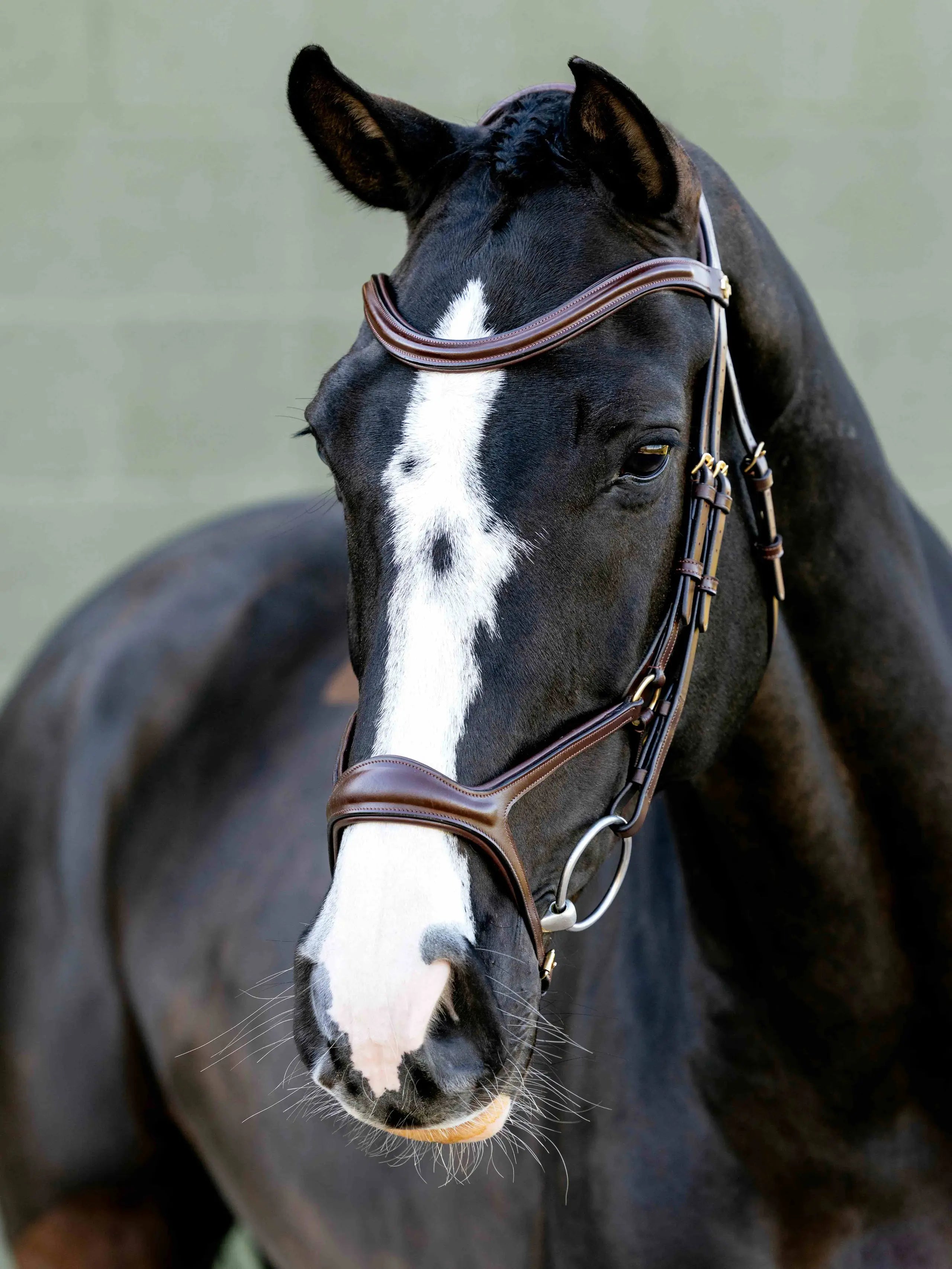 Black horse wearing Lemieux Kudos Sport Bridle in Havana/Brass with white blaze. Elegant equestrian tack.
