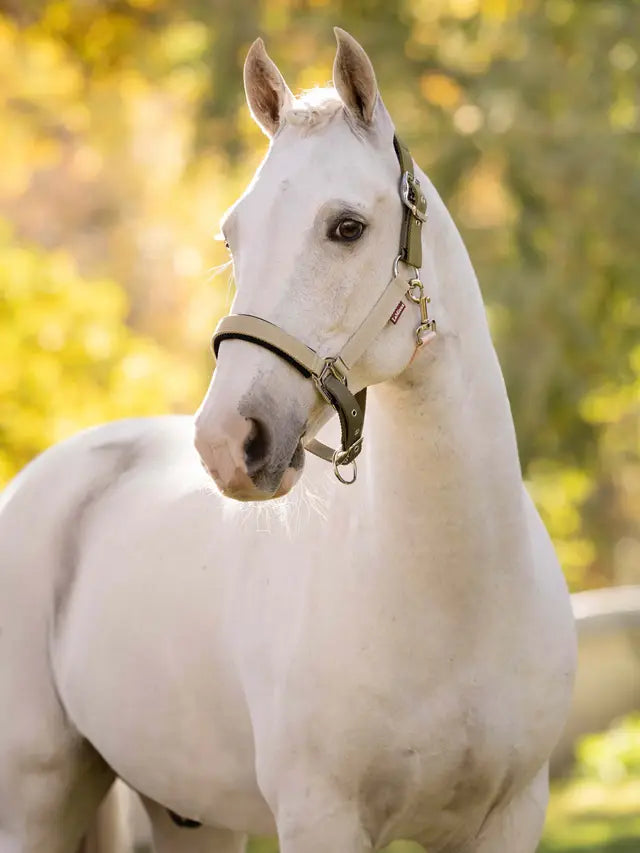 White horse wearing a multicolored LEMIEUX MEDLEY HEADCOLLAR in Gooseberry/Pear/Petal by Equiflair