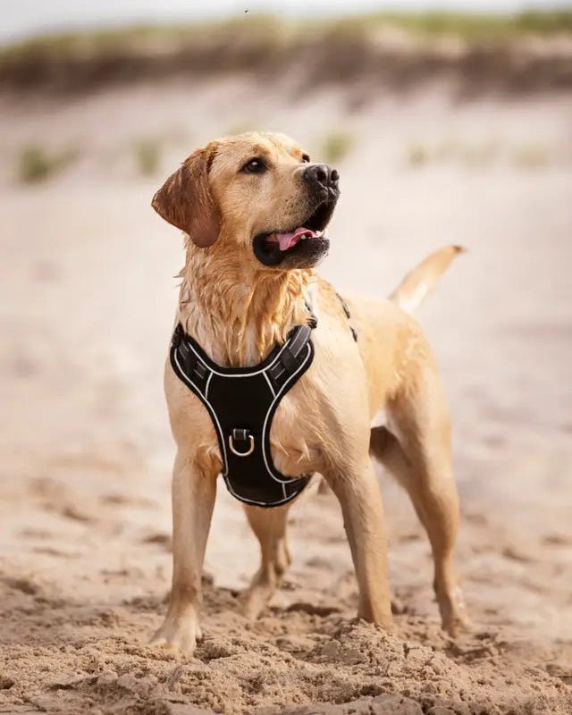LeMieux Winchester Dog Harness Black | Equiflair