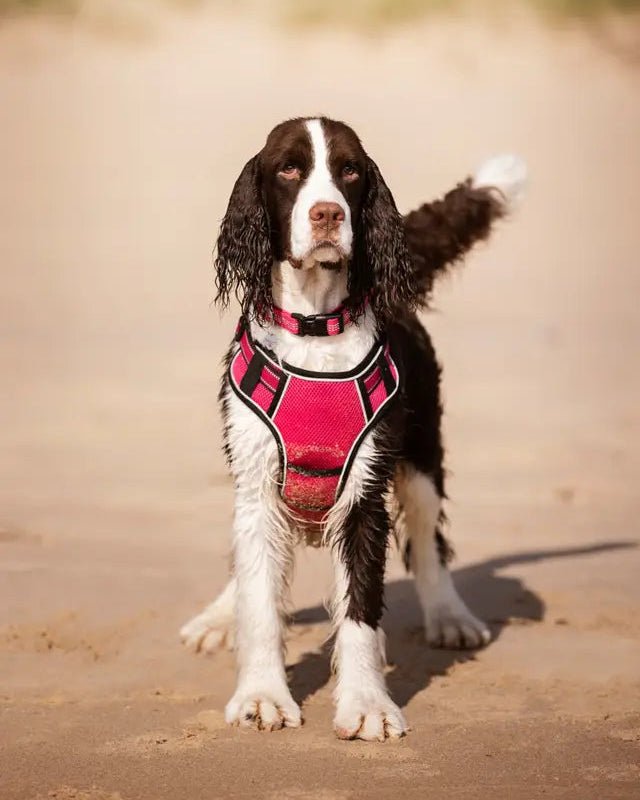 LeMieux Henley Dog Collar Watermelon | Equiflair