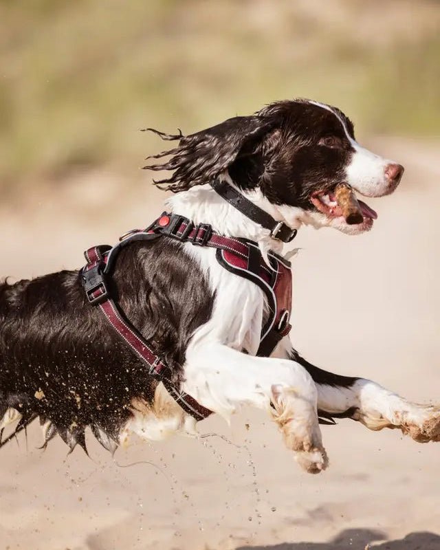 LeMieux Wellow Dog Harness Burgundy | Equiflair