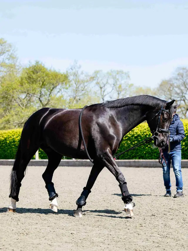 Black LeMieux Rope Lunging Aid on horse in training - Equiflair
