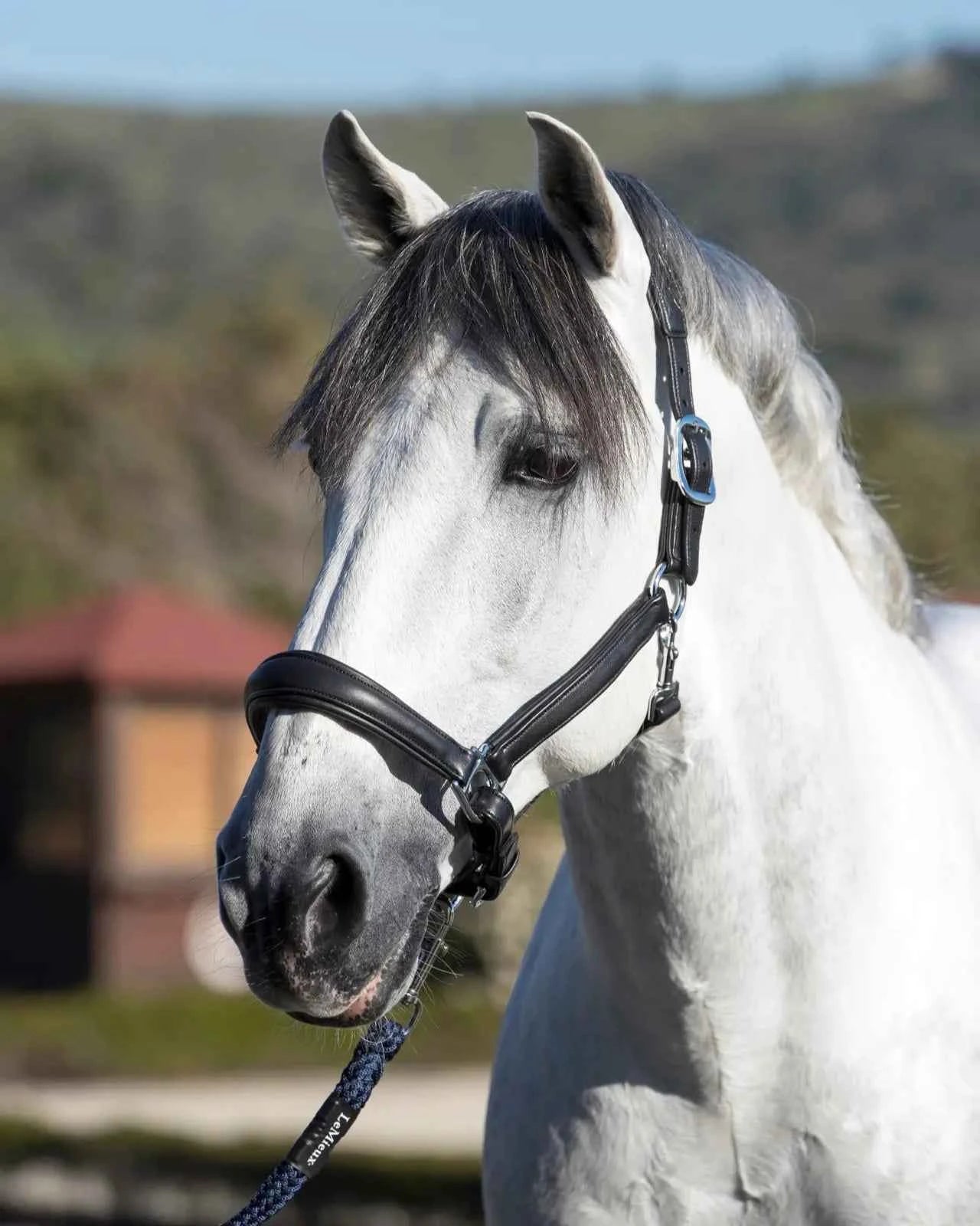 LeMieux Anatomic Headcollar Black