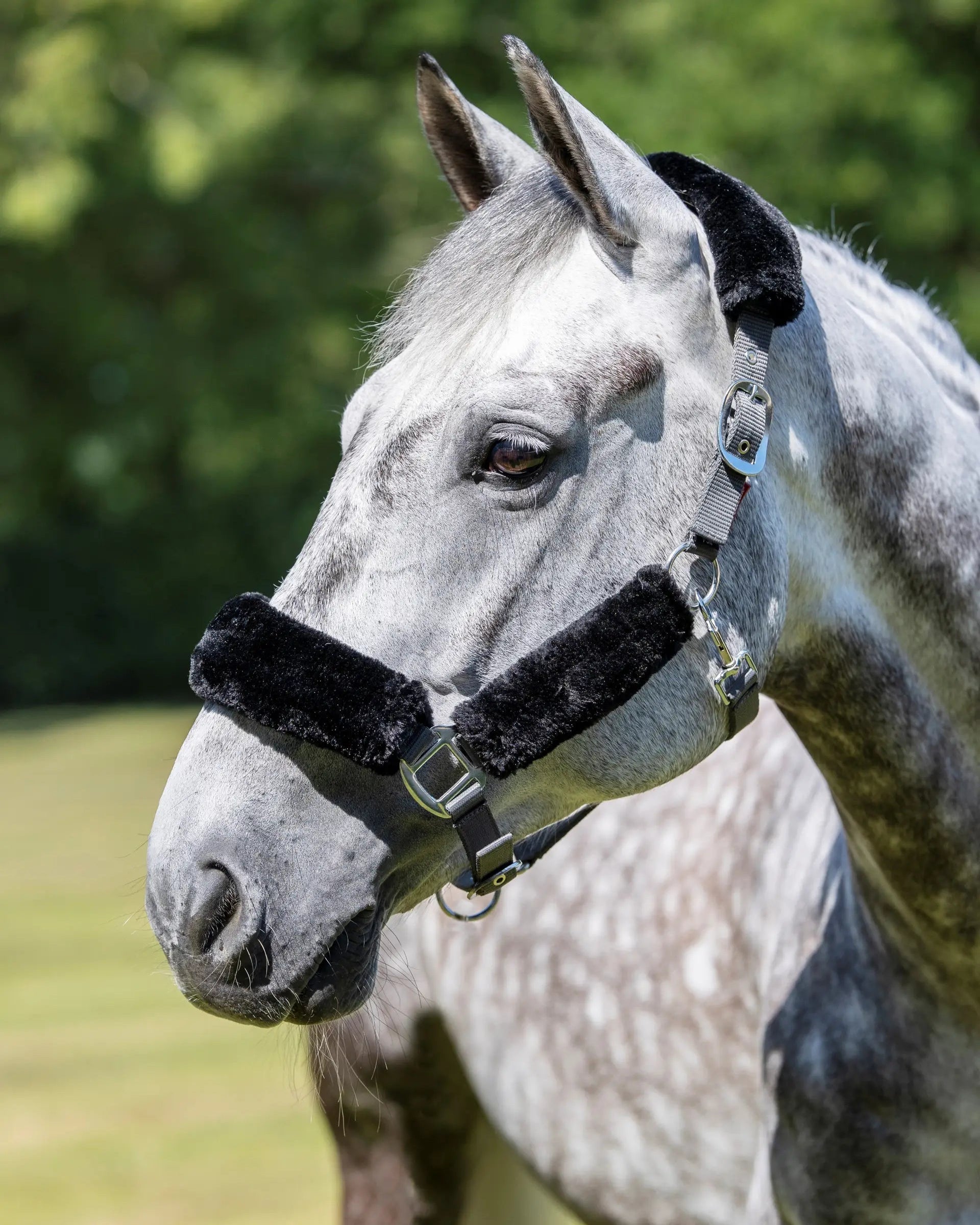 LeMieux Comfort Headcollar Grey