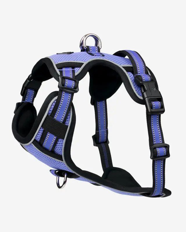 LeMieux Winchester Dog Harness Bluebell | Equiflair