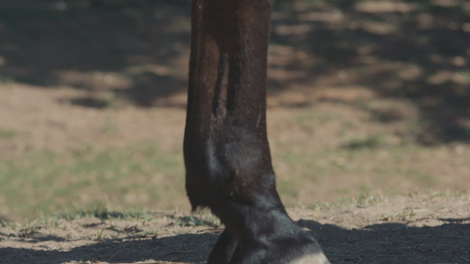 Cashel Crusader Leg Guards