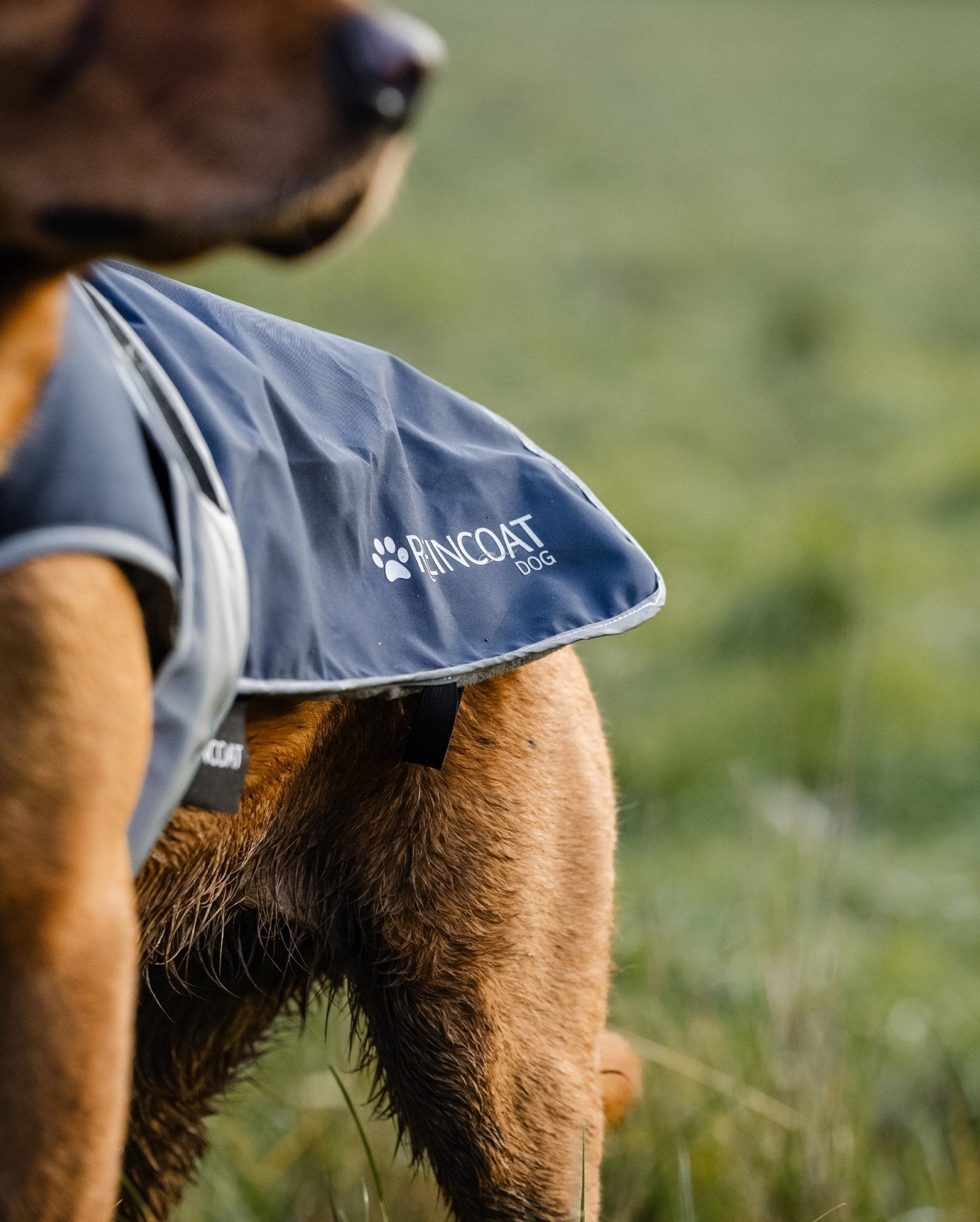 Waterproof Dog Raincoat - Navy Reincoat Dog Coat. Adjustable & Protective Pet Apparel by Equiflair.