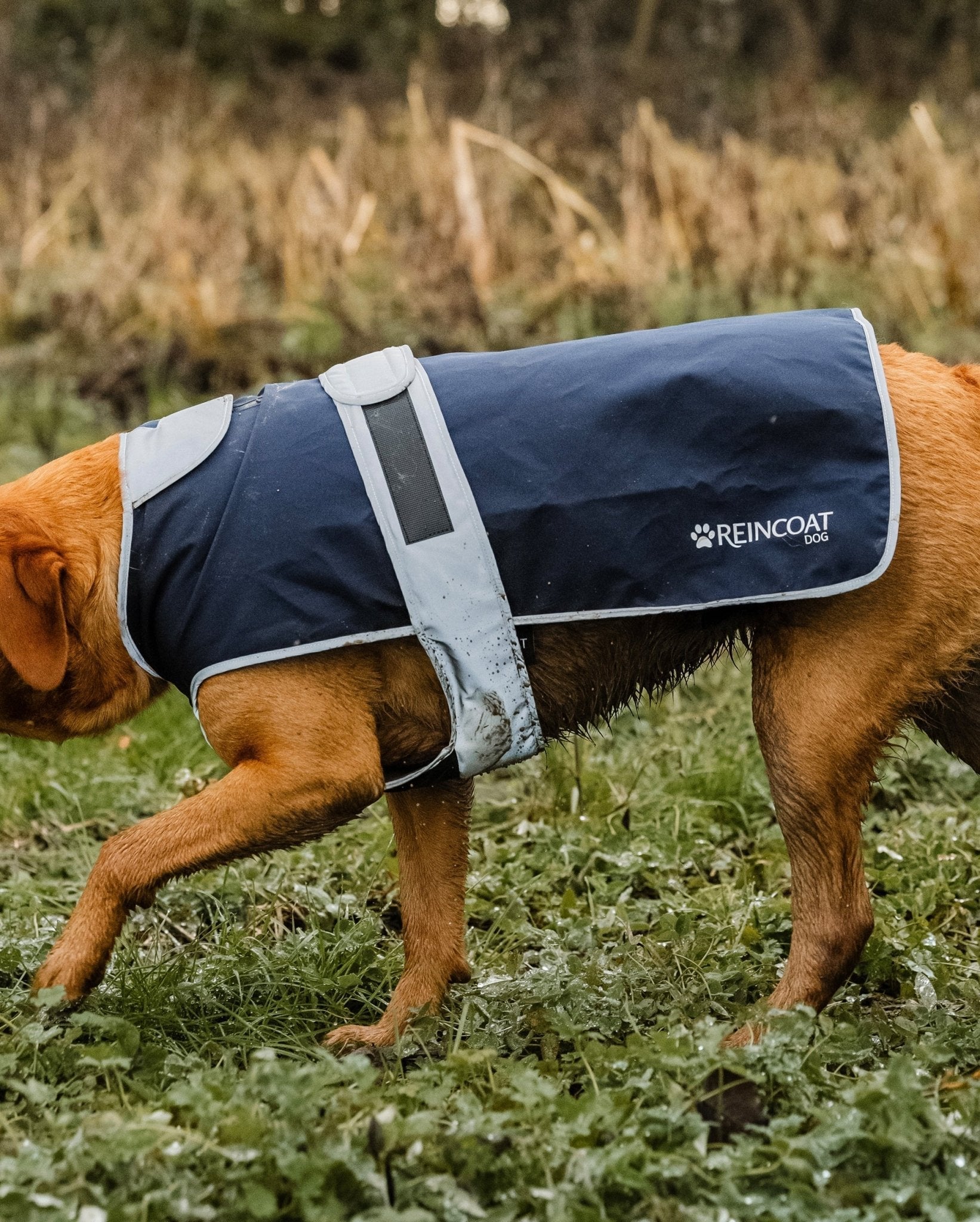Reincoat Dog Navy by Equiflair: Waterproof Dog Coat, High Visibility, Raincoat for Dogs