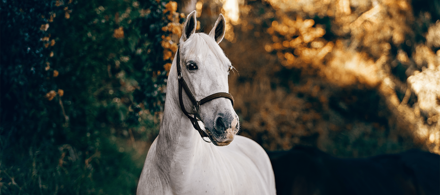 Equiflair Explains: Our Equipoints Loyalty Program - Equiflair