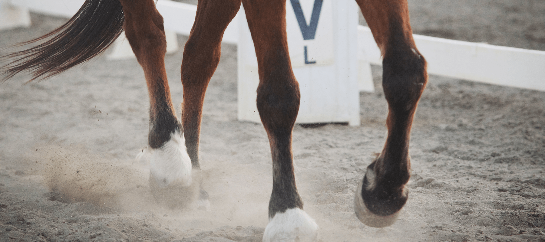 Olympics 2021: Our Guide to the Dressage - Equiflair