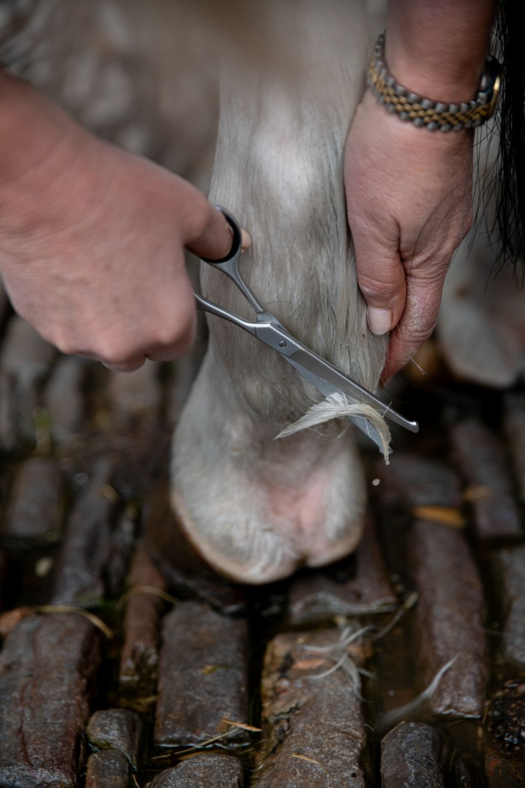 Horse Grooming: Trimming Feathering Hair on a Leg with Stainless Steel Scissors.