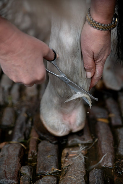 Horse Grooming: Trimming Feathering Hair on a Leg with Stainless Steel Scissors.