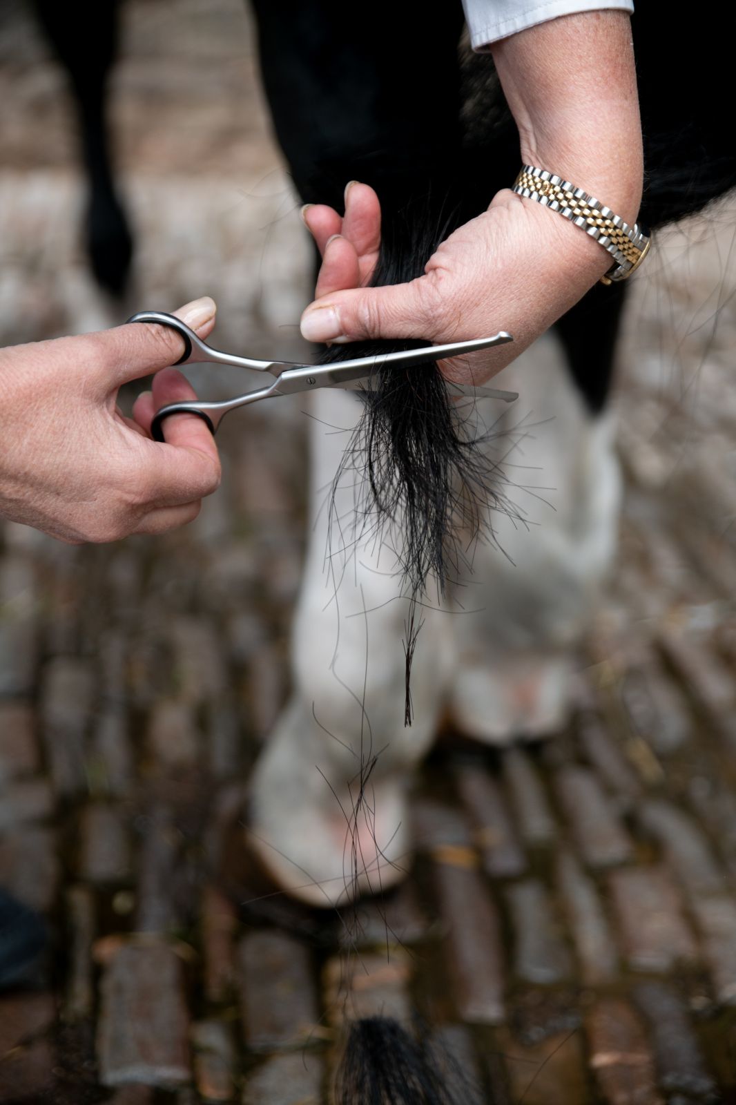 Horse tail grooming: Person using curved safety scissors to trim a horse's tail for professional care and aesthetics.
