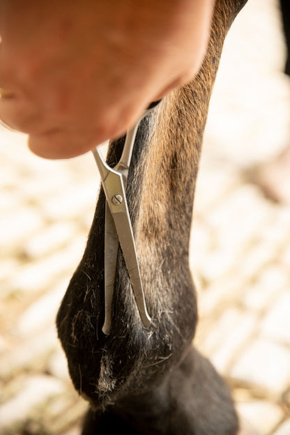 Horse leg trimming with Smart Grooming curved safety scissors. Equine grooming tool.