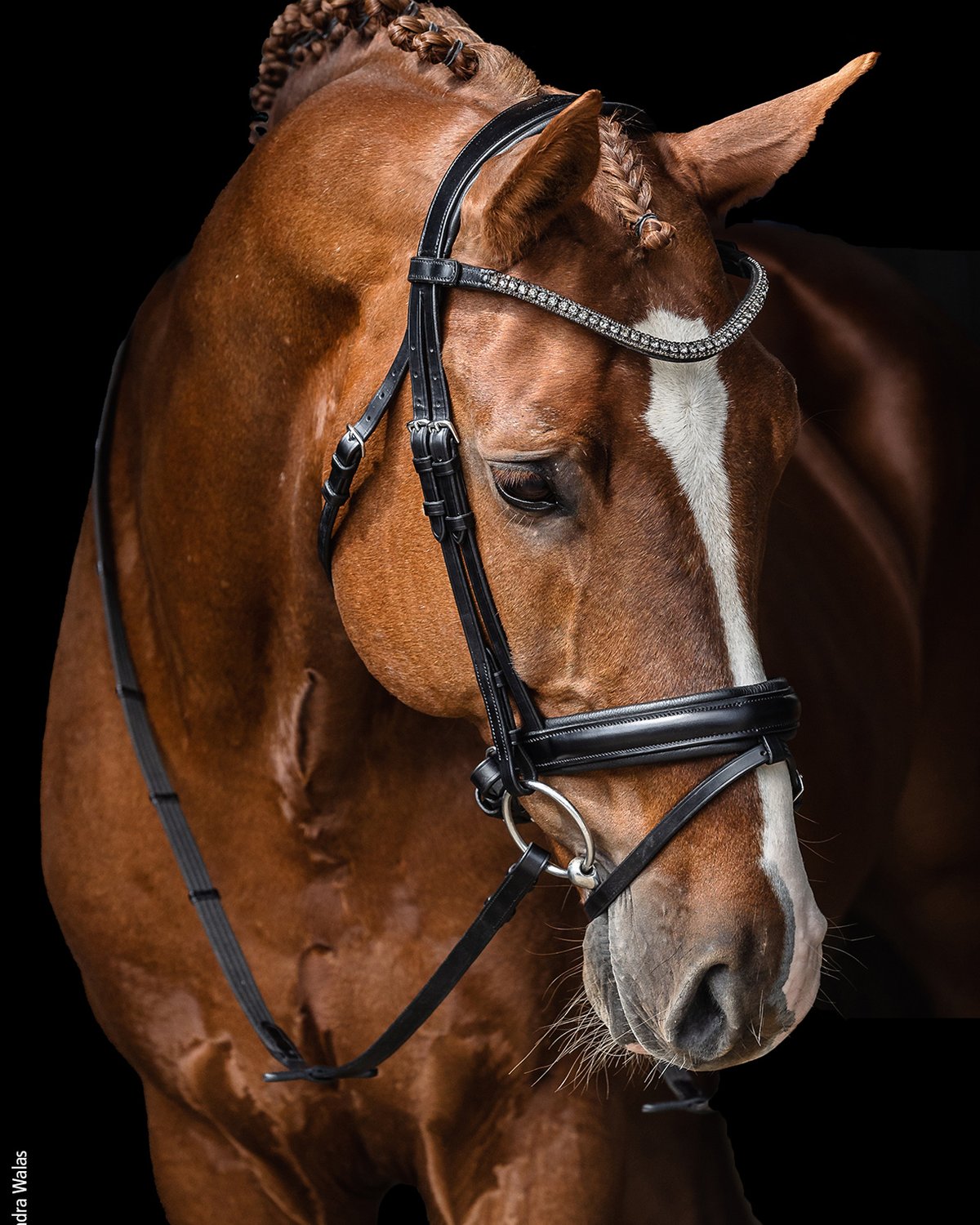 Schockemohle Bridle Malaga black/grey/silver