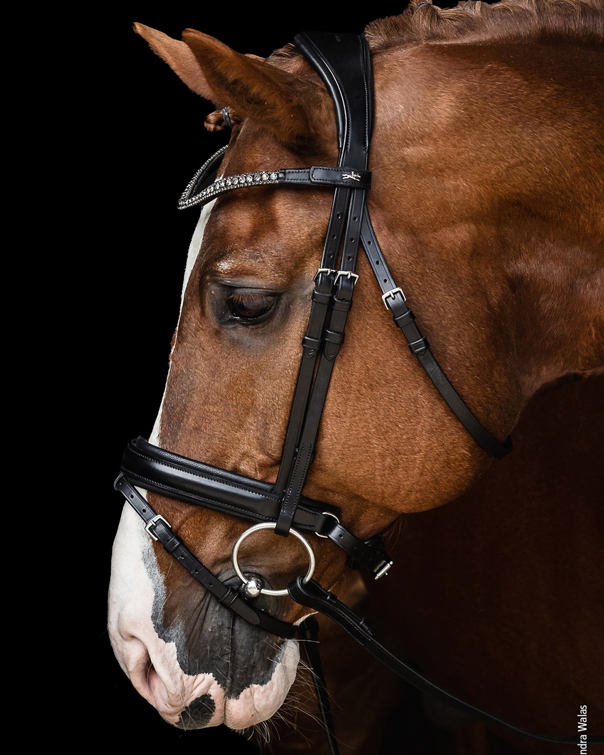 Schockemohle Bridle Malaga black/grey/silver
