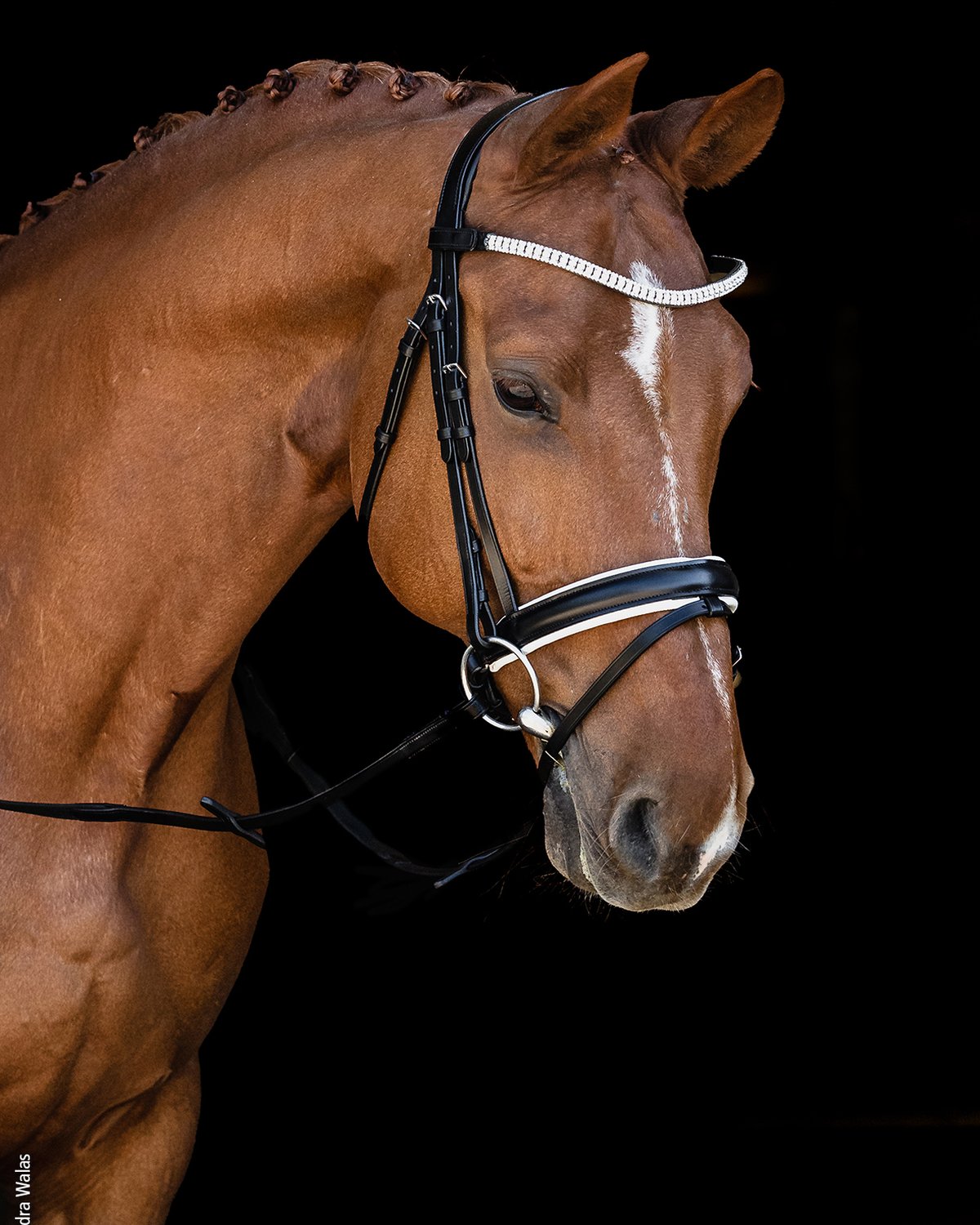 Schockemohle Bridle Malaga black/white/silver