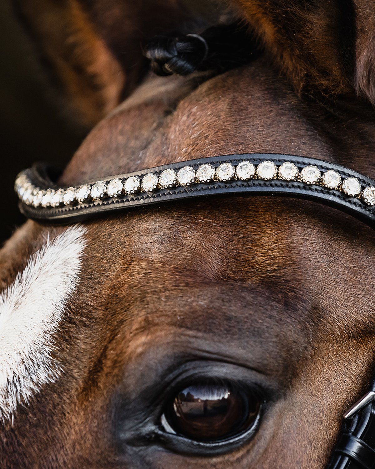 Schockemohle Palermo Black Bridle with Crystal Browband: Close-up of a beautiful horse eye and the bridle's elegant design.