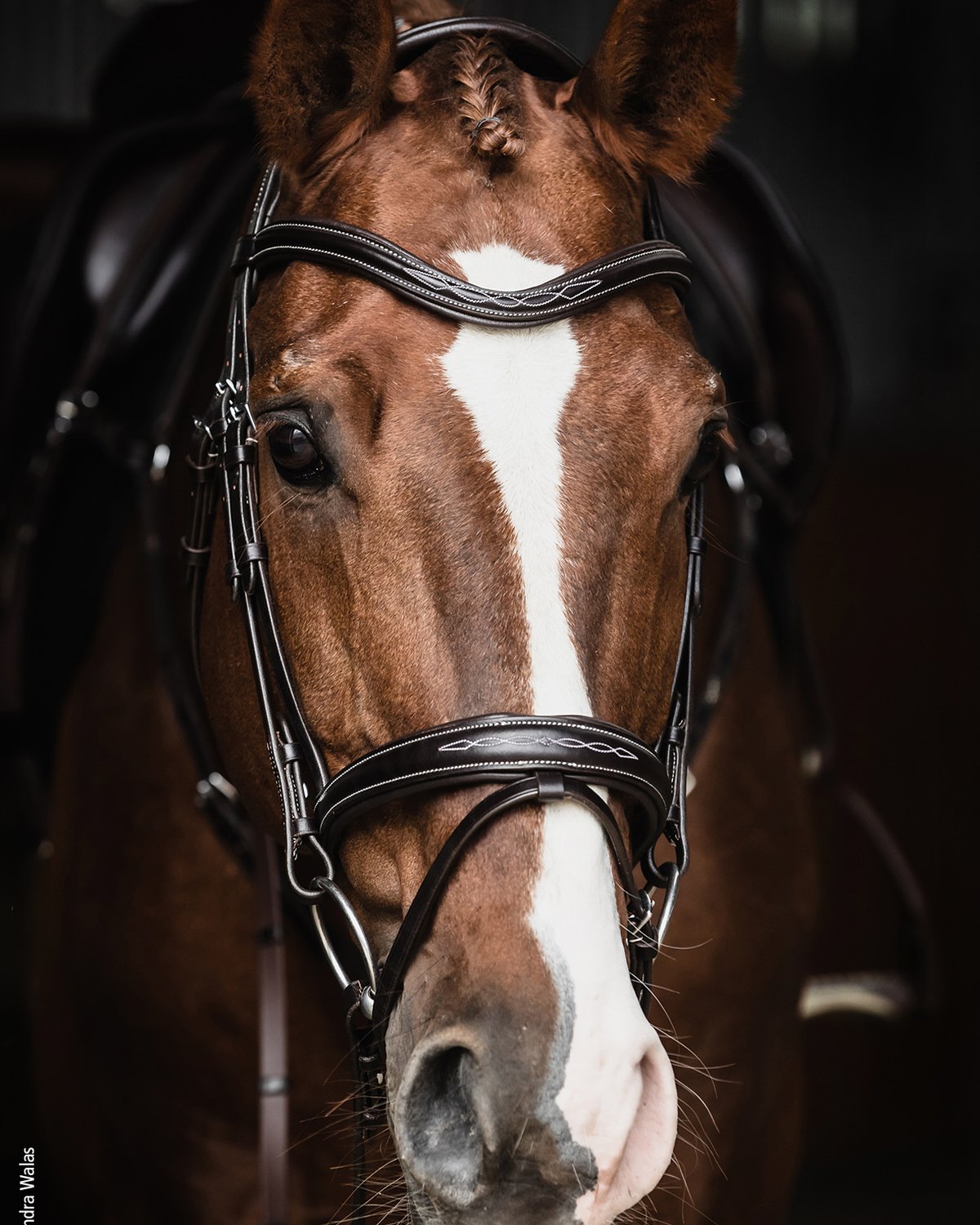 Schockemohle Bridle Monza F dark brown/cream/silver