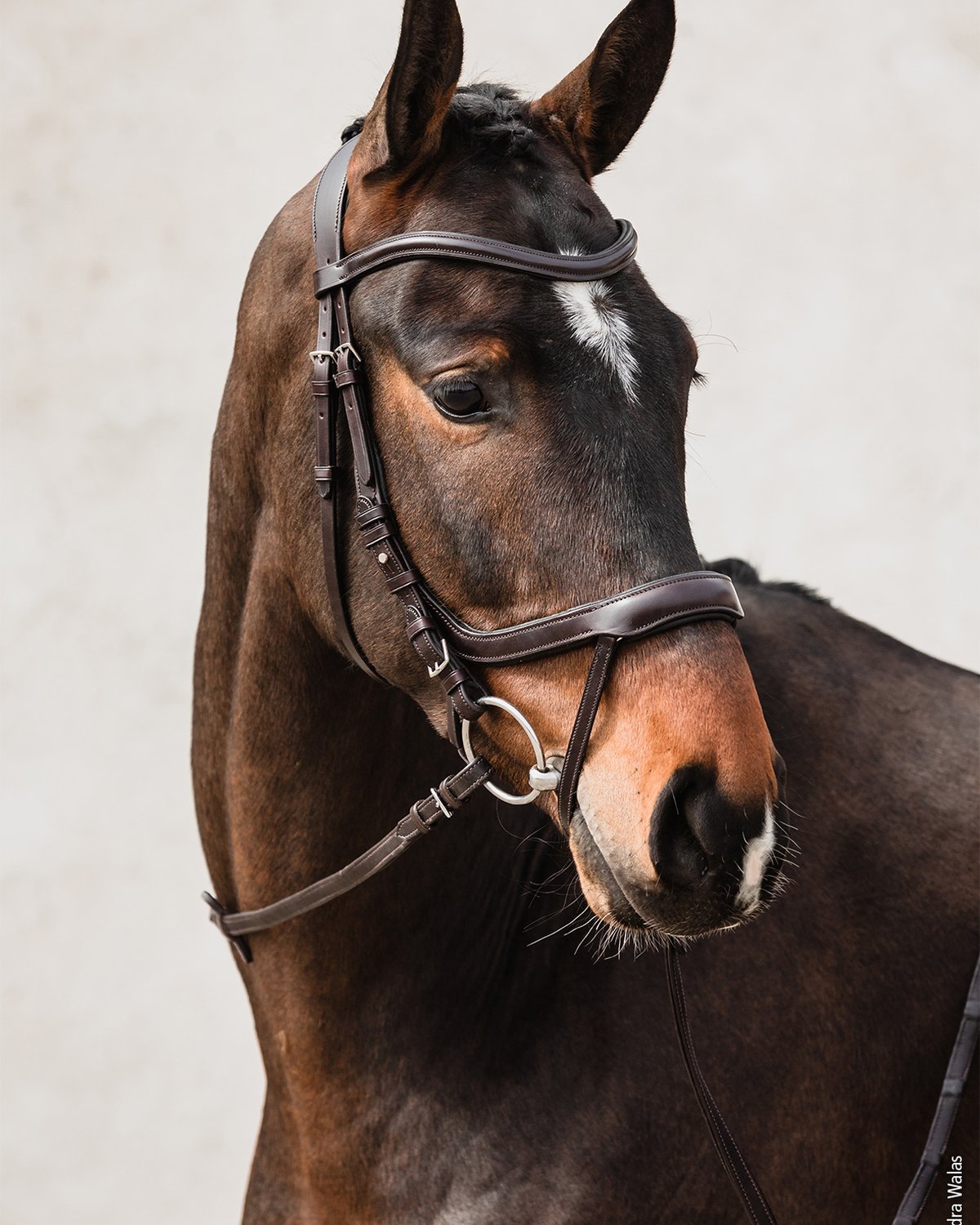 Schockemohle Bridle Equitus Alpha espresso/silver