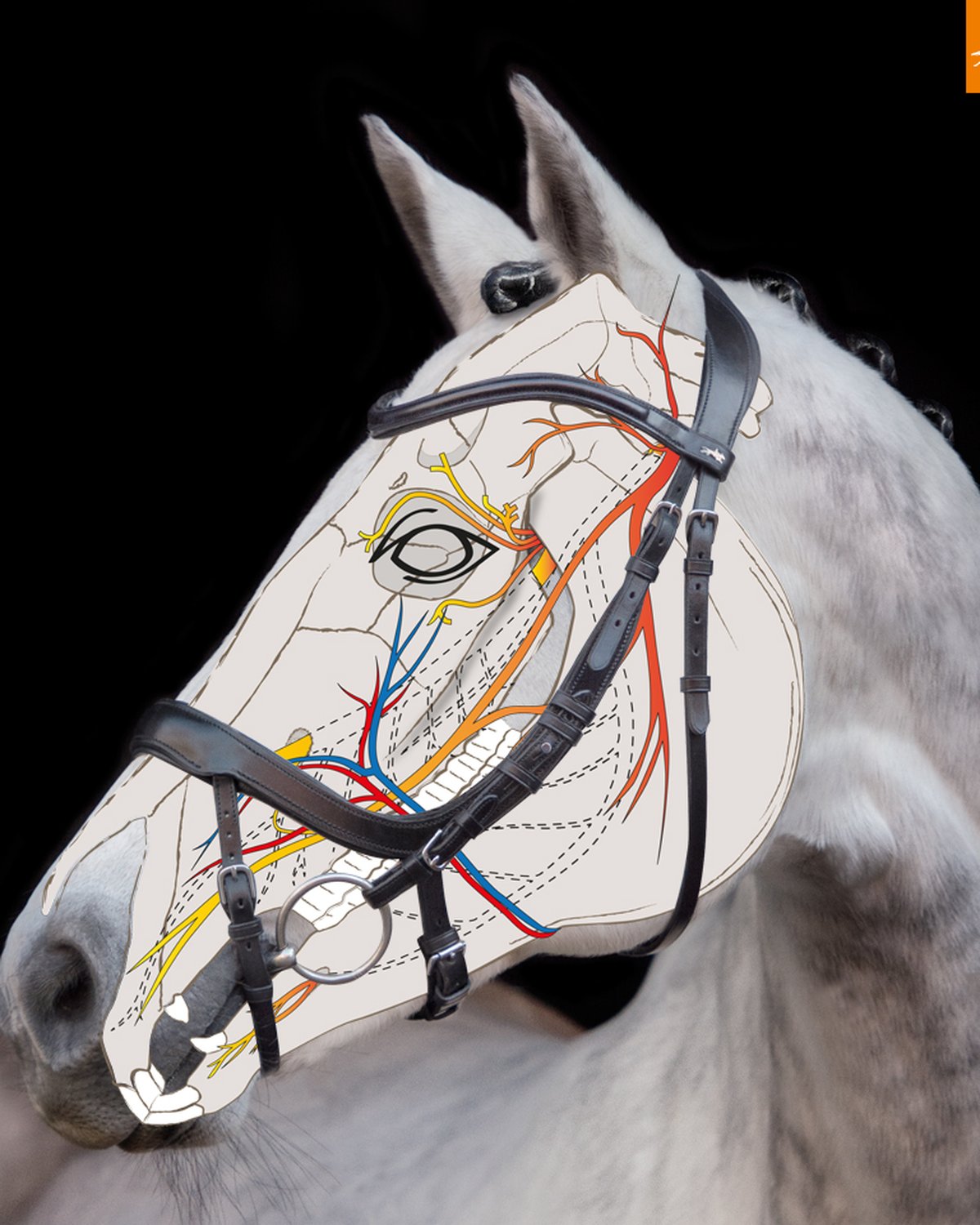 Schockemohle Bridle Equitus Alpha black/silver