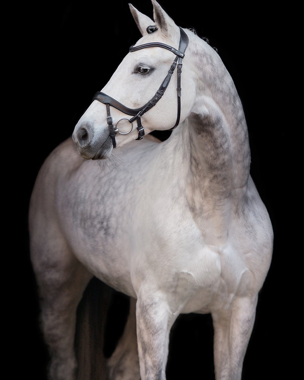 Schockemohle Bridle Equitus Alpha black/silver