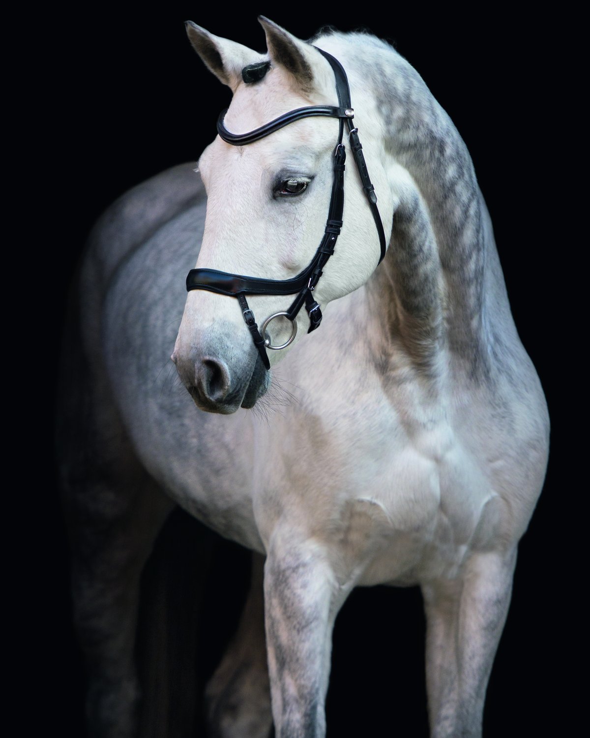 Schockemohle Bridle Equitus Alpha black/silver