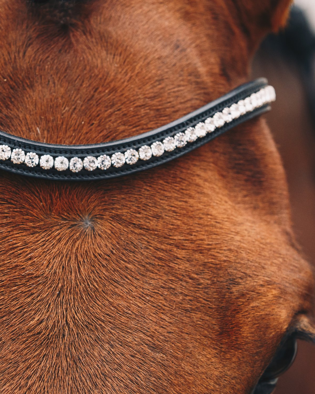 Schockemohle Bridle Equitus Beta black/silver