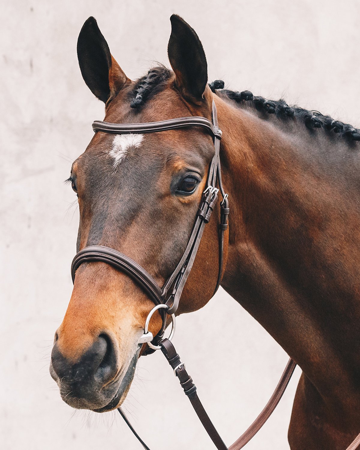 Schockemohle Bridle Tokyo Select royal oak/cream/silver