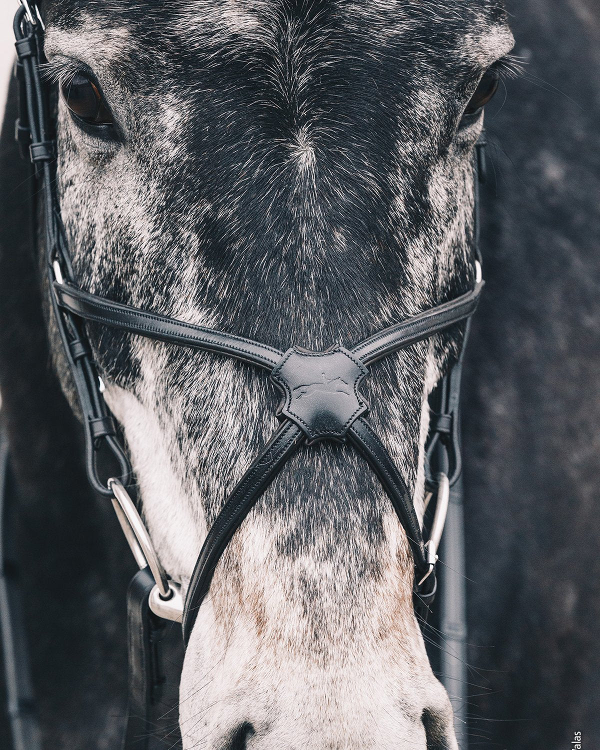 Schockemohle Bridle Rio Select black/silver