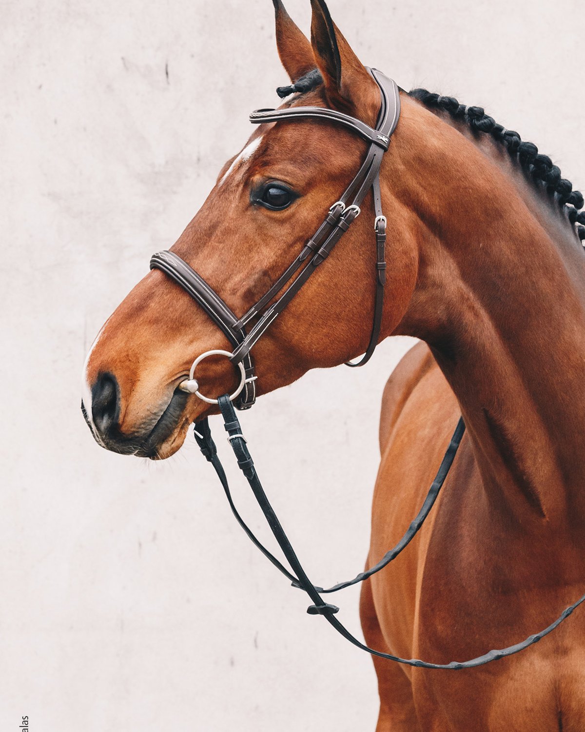 Schockemohle Bridle Montreal Select espresso/cream/silver