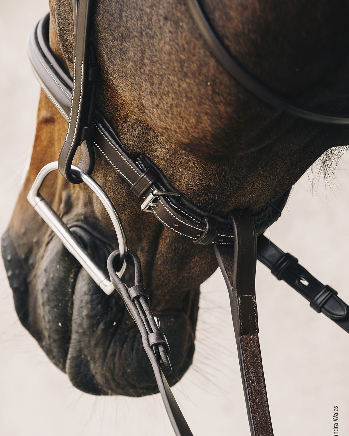 Schockemohle Bridle Montreal Select espresso/cream/silver