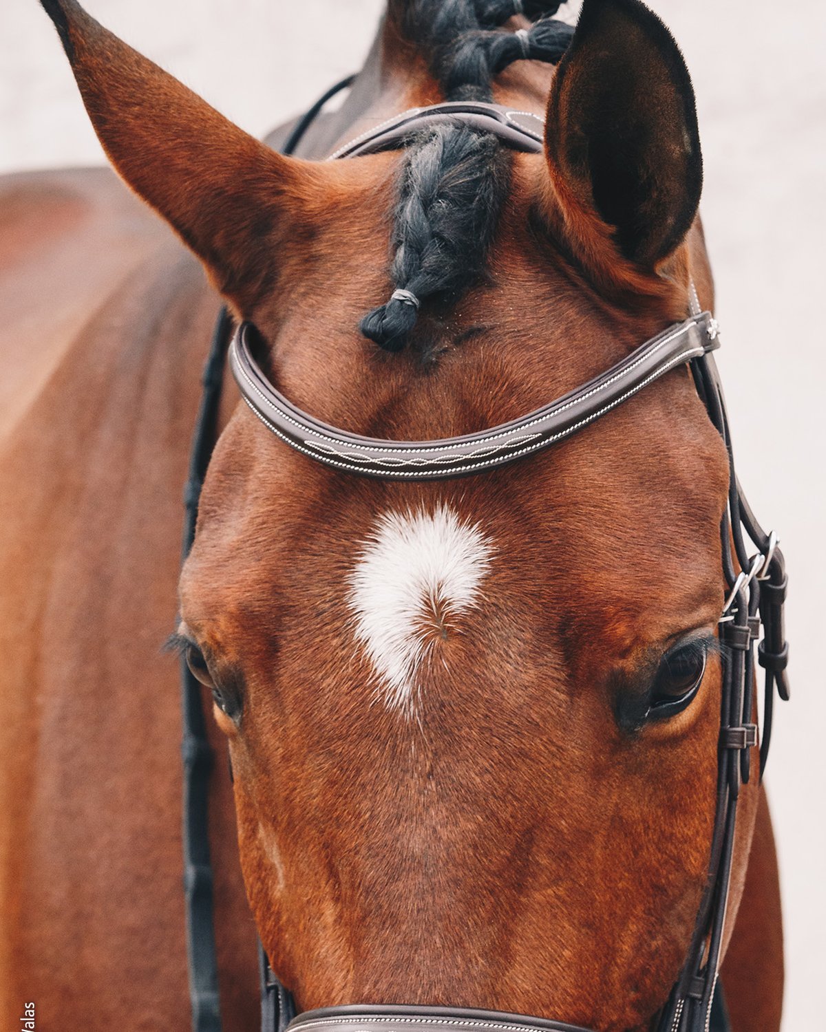 Schockemohle Bridle Montreal Select espresso/cream/silver