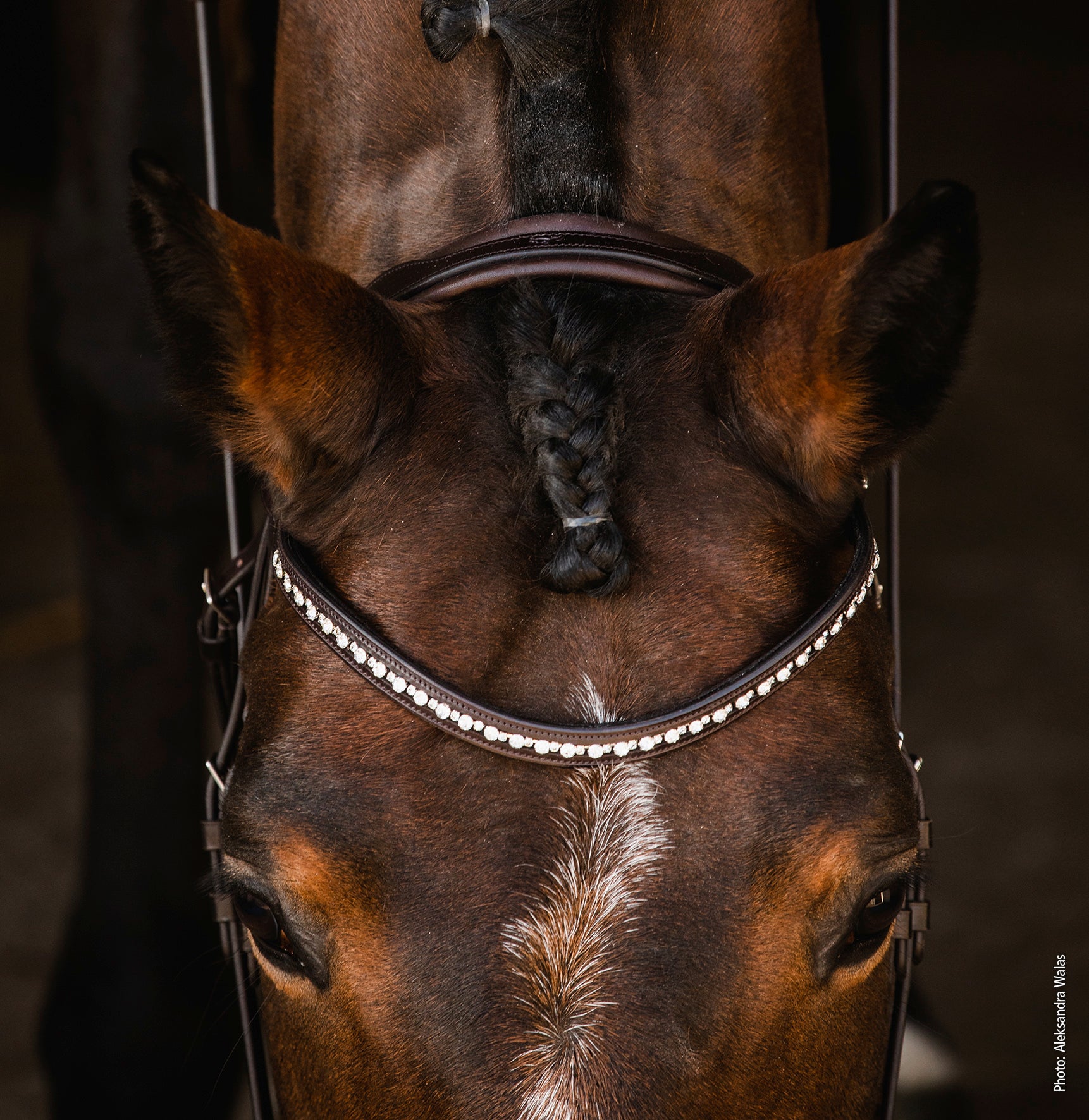Schockemohle Brantford Anatomical Bridle Black/Patent/Silver | Equiflair