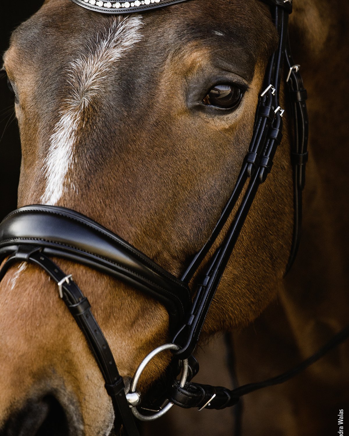 Schockemöhle Brantford Black Dressage Horse Bridle - Black Leather Bridle with Crystal Browband
