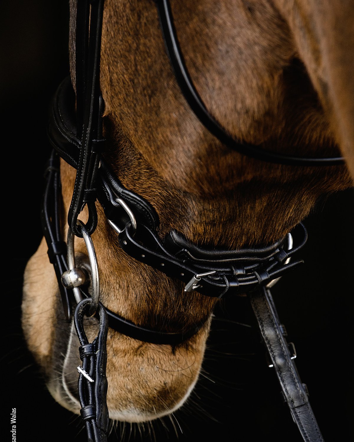 Schockemöhle Brantford Bridle - Black & Silver Anatomical Dressage Bridle for Horses