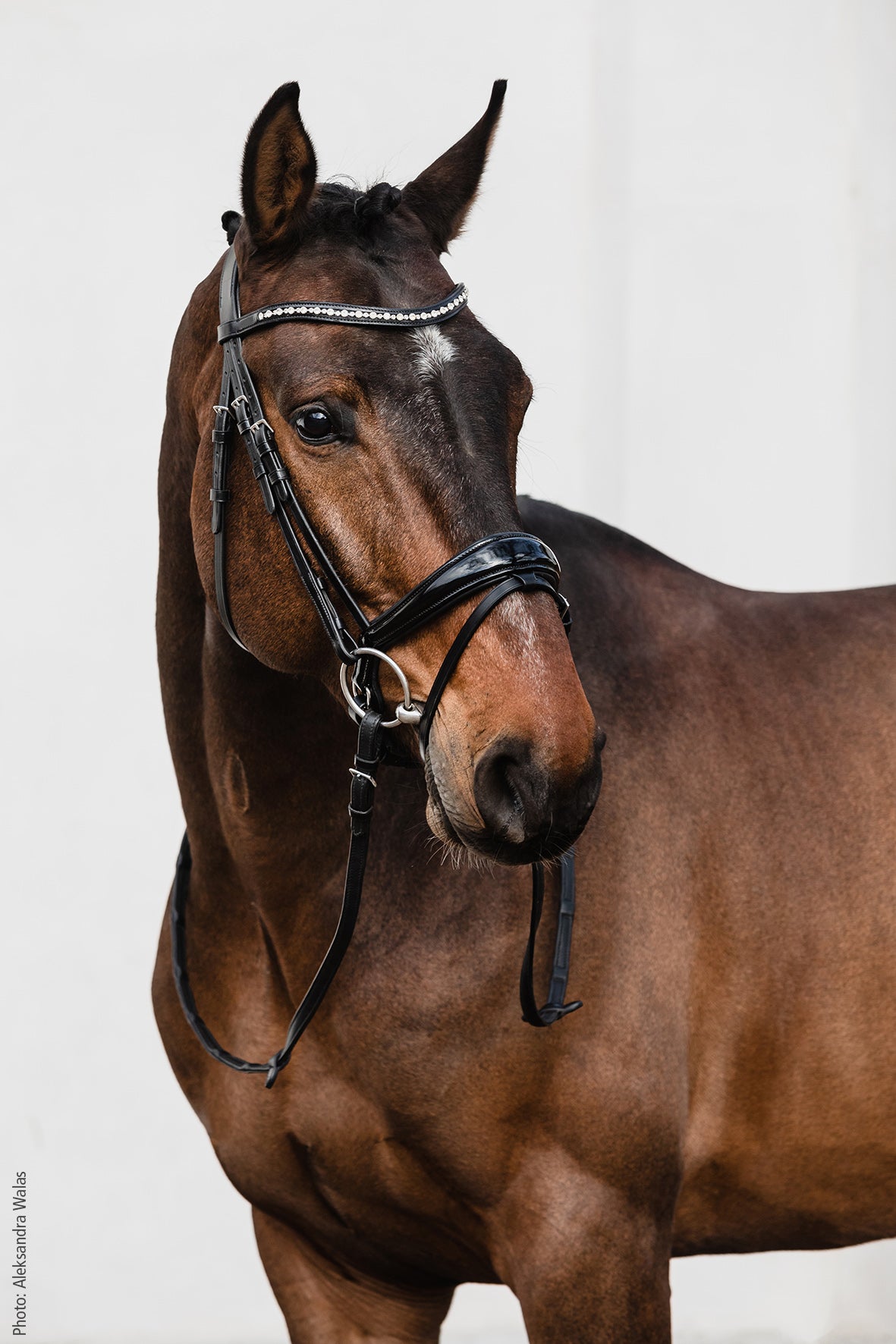 Schockemohle Brantford Anatomical Bridle Black/Patent/Silver | Equiflair