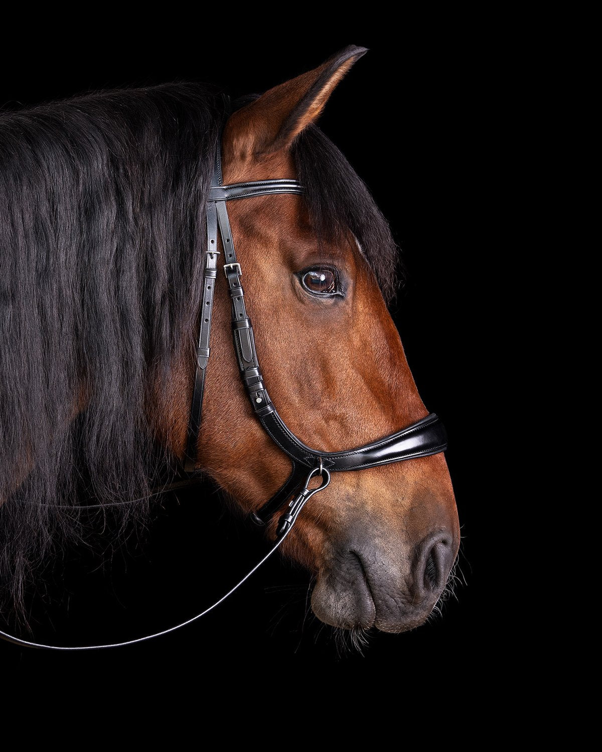 Schockemohle Bridle Equitus Theta black/silver