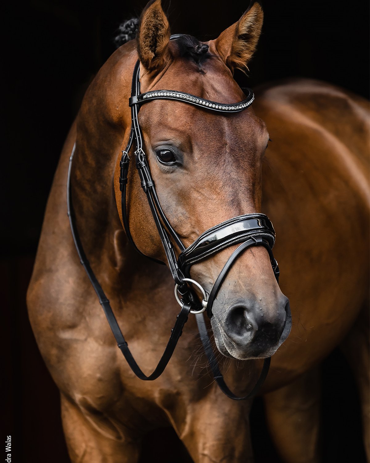 Schockemohle Bridle Stanford Glam black/patent/silver