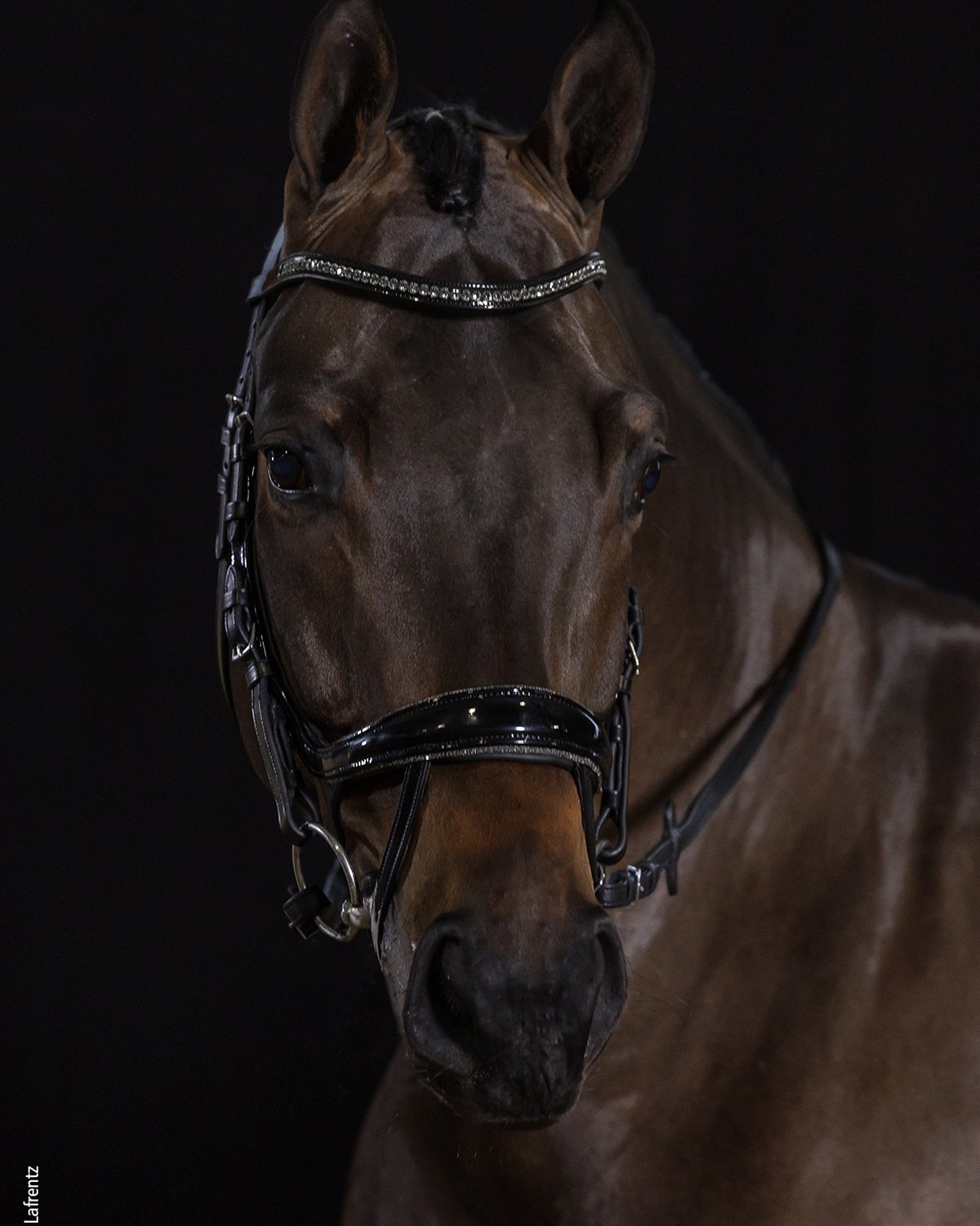 Schockemohle Bridle Equitus Beta Glam black/patent/silver