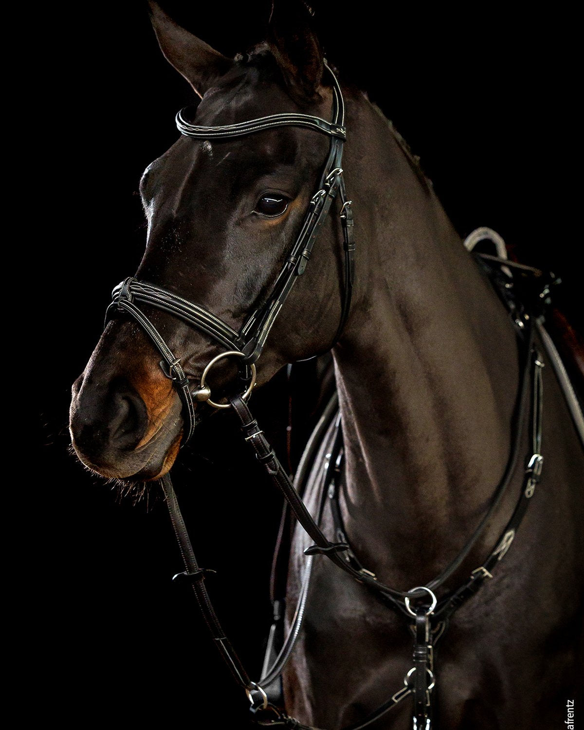 Schockemoehle Tokyo F Select Bridle - Black & Cream - Elegant Horse Tack - WB
