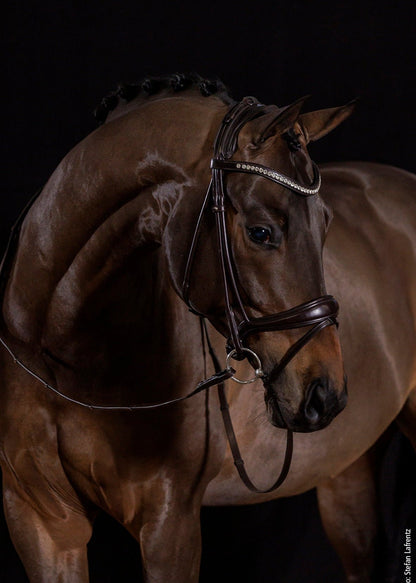 Schockemohle Bridle Westminster Espresso/Silver | Equiflair