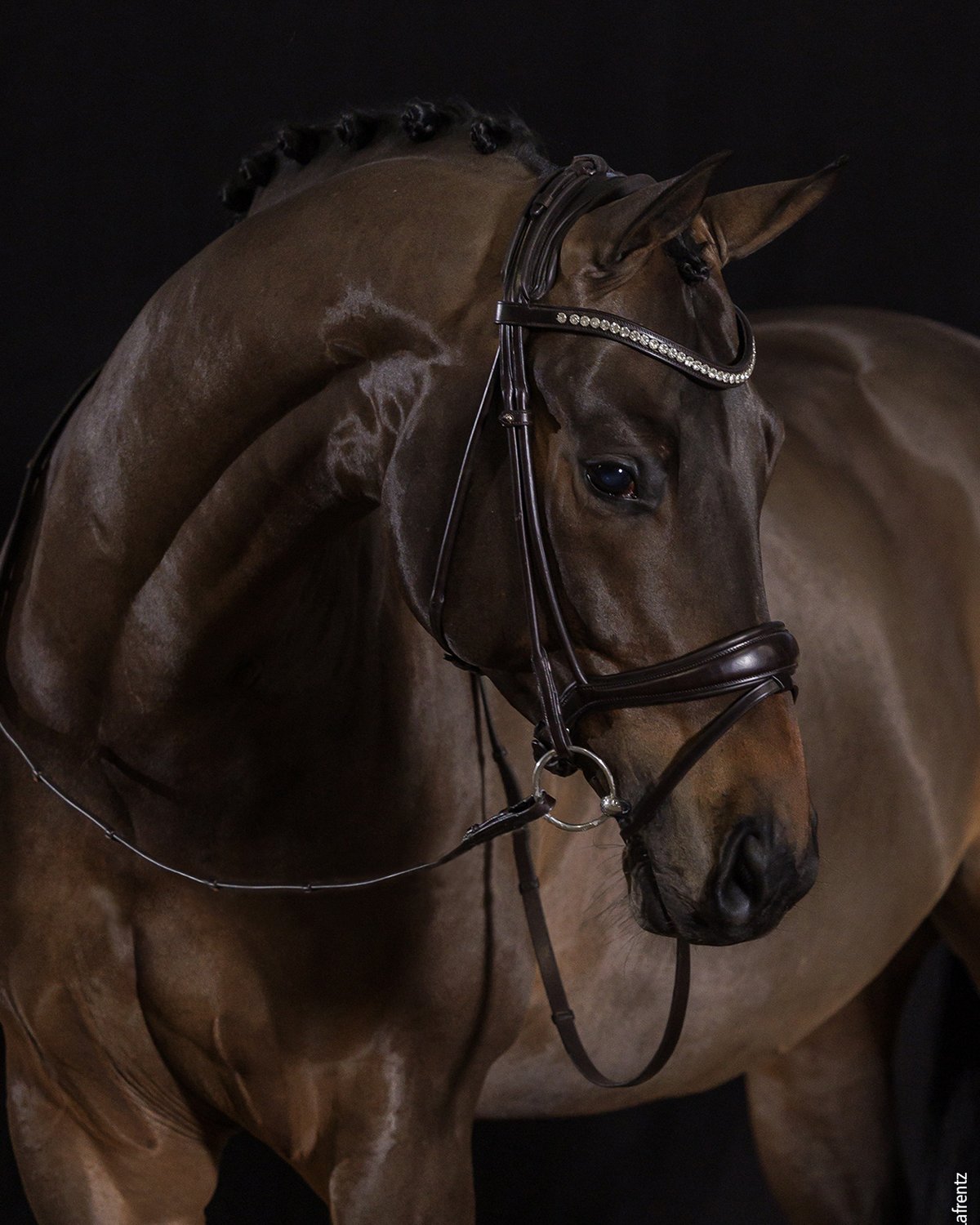Schockemohle Bridle Westminster black/silver