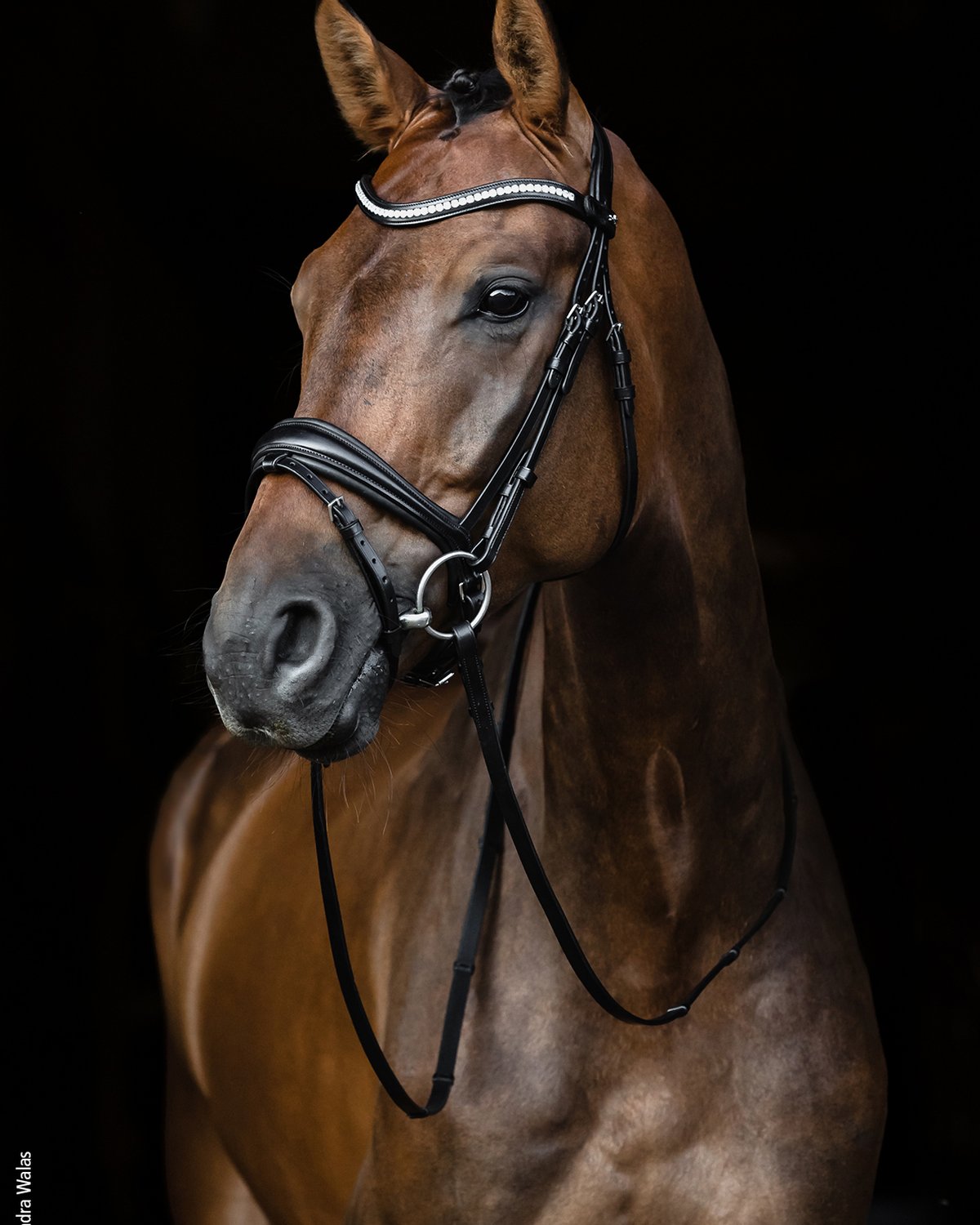 Schockemohle Bridle Charleston black/silver